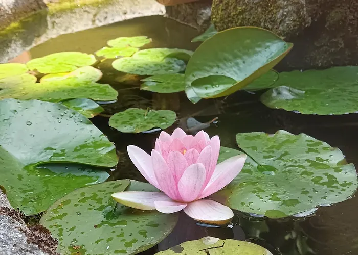 Casa Dos Muros Y Actividades En La Ribeira Sacra Εξοχικό σπίτι
